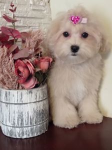 Хлопчик та дівчинка