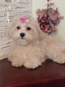 Хлопчик та дівчинка