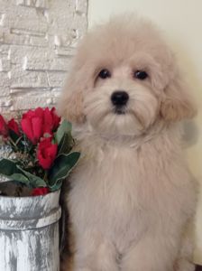 Хлопчик та дівчинка