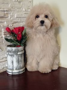 Хлопчик та дівчинка