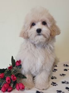 Хлопчик та дівчинка