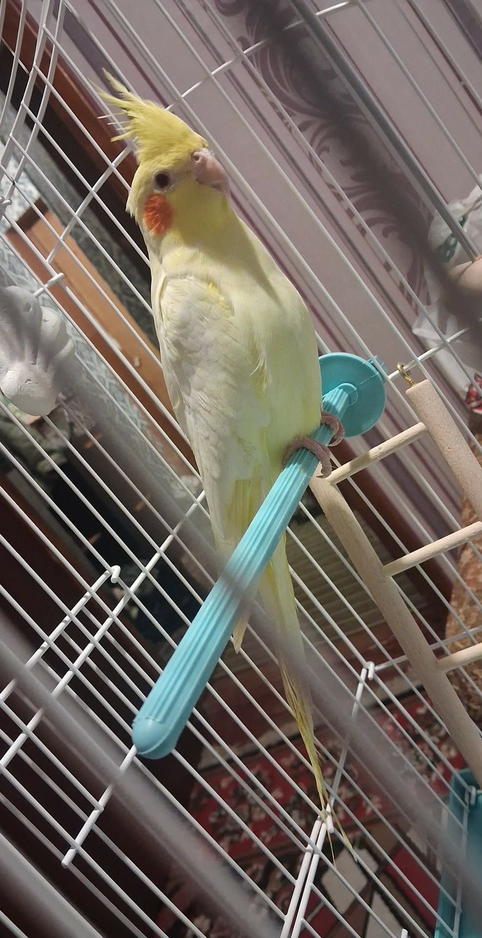 Продам папугу - Корелла