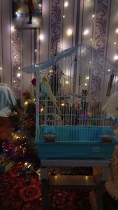 Продам папугу - Корелла