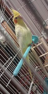 Продам папугу - Корелла