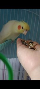 Продам папугу - Корелла