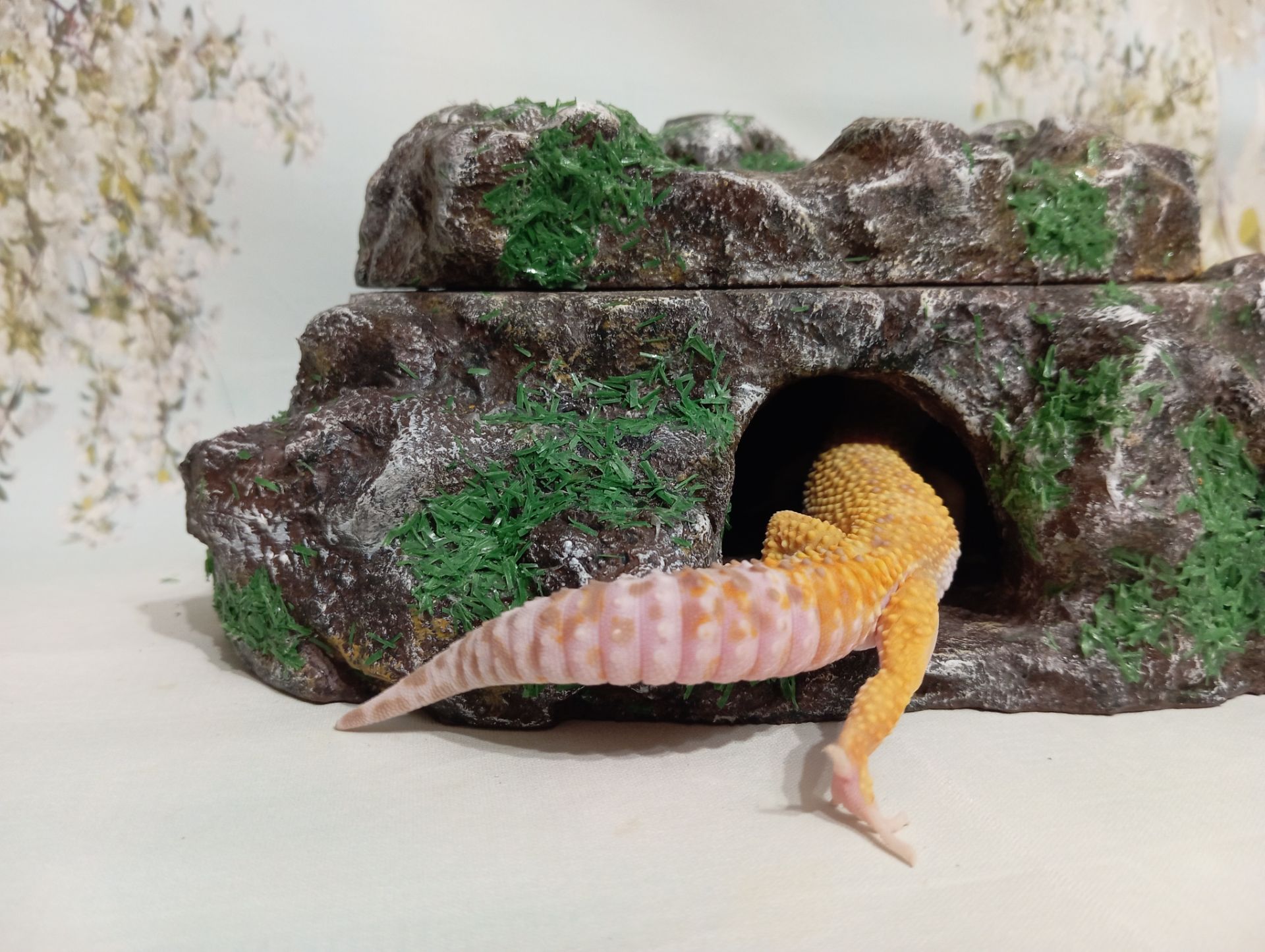 Леопардовый геккон эублефар