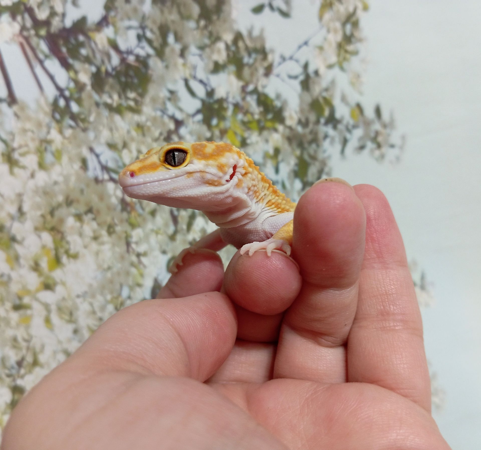 Леопардовый геккон эублефар