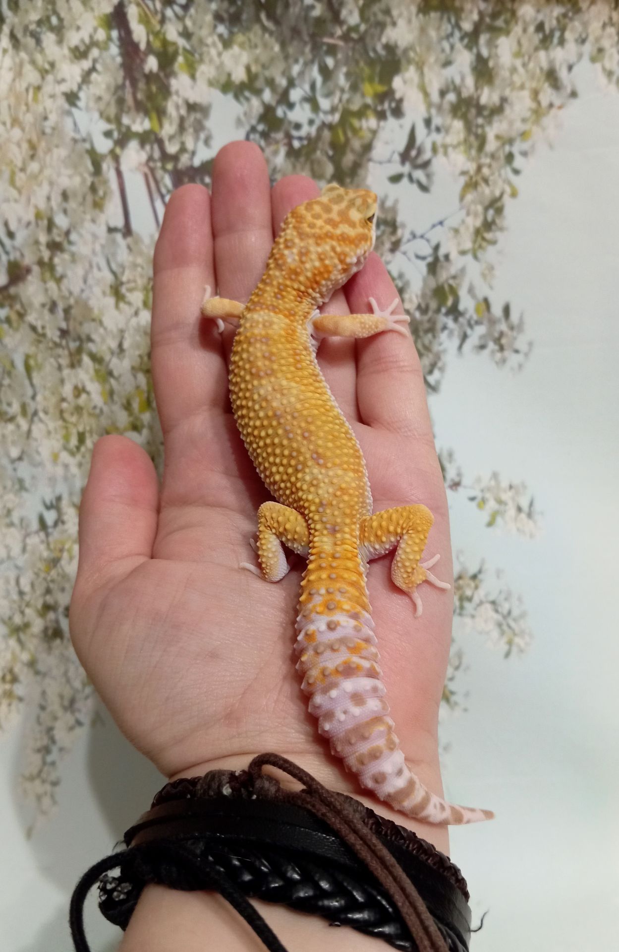 Леопардовый геккон эублефар