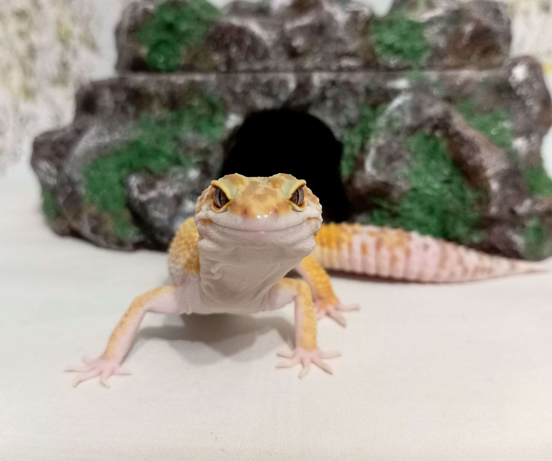 Леопардовый геккон эублефар