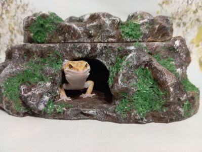 Леопардовый геккон эублефар