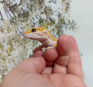 Леопардовый геккон эублефар