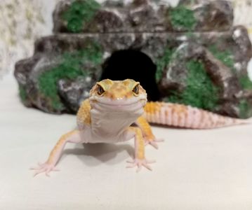 Леопардовый геккон эублефар