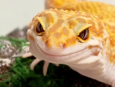 Леопардовый геккон эублефар