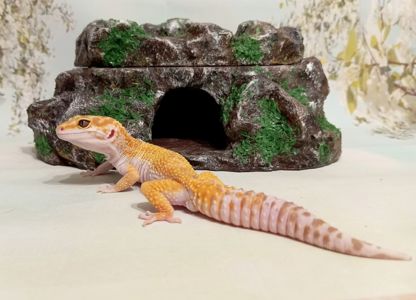 Леопардовый геккон эублефар