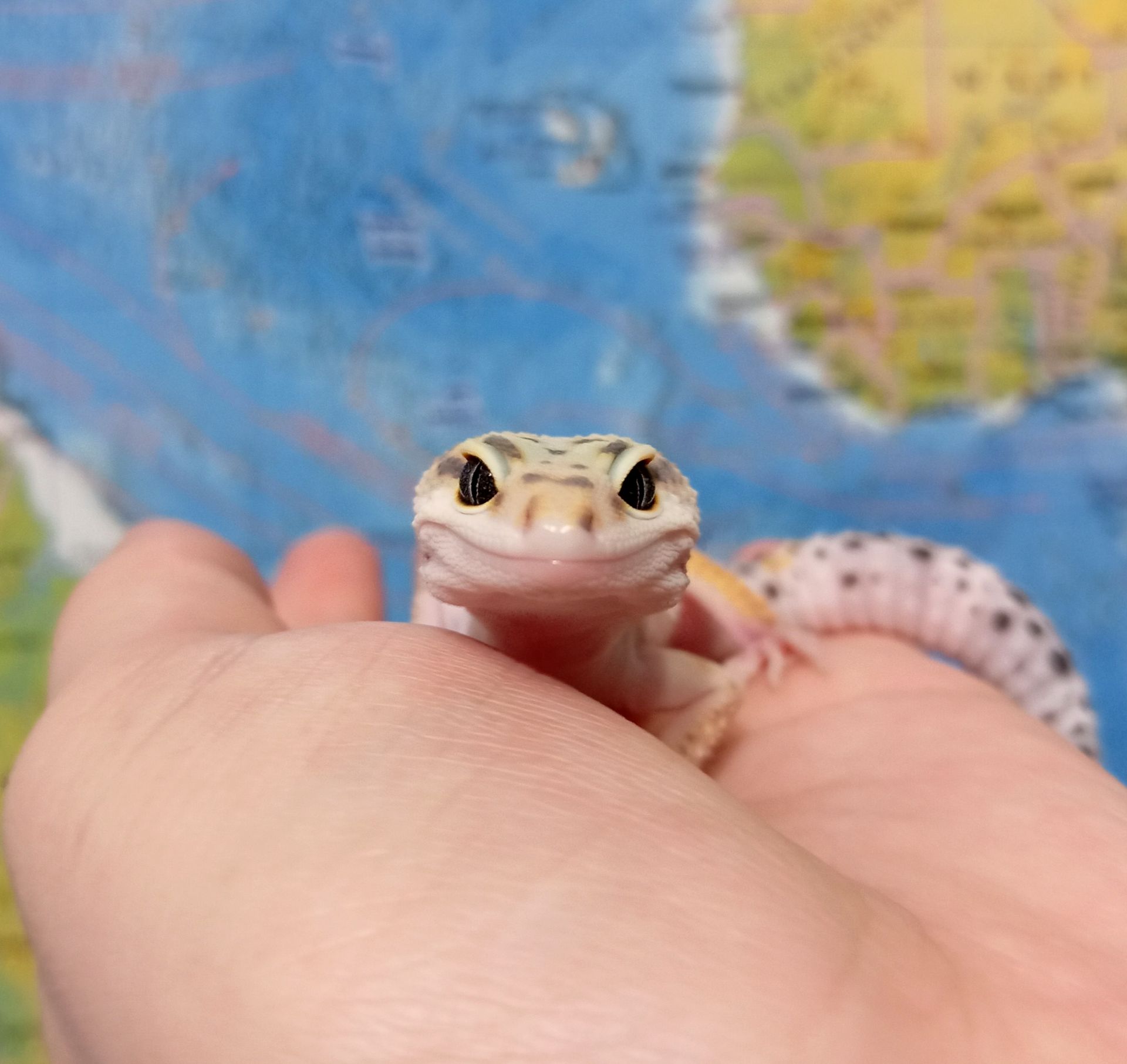 Леопардовый геккон эублефар