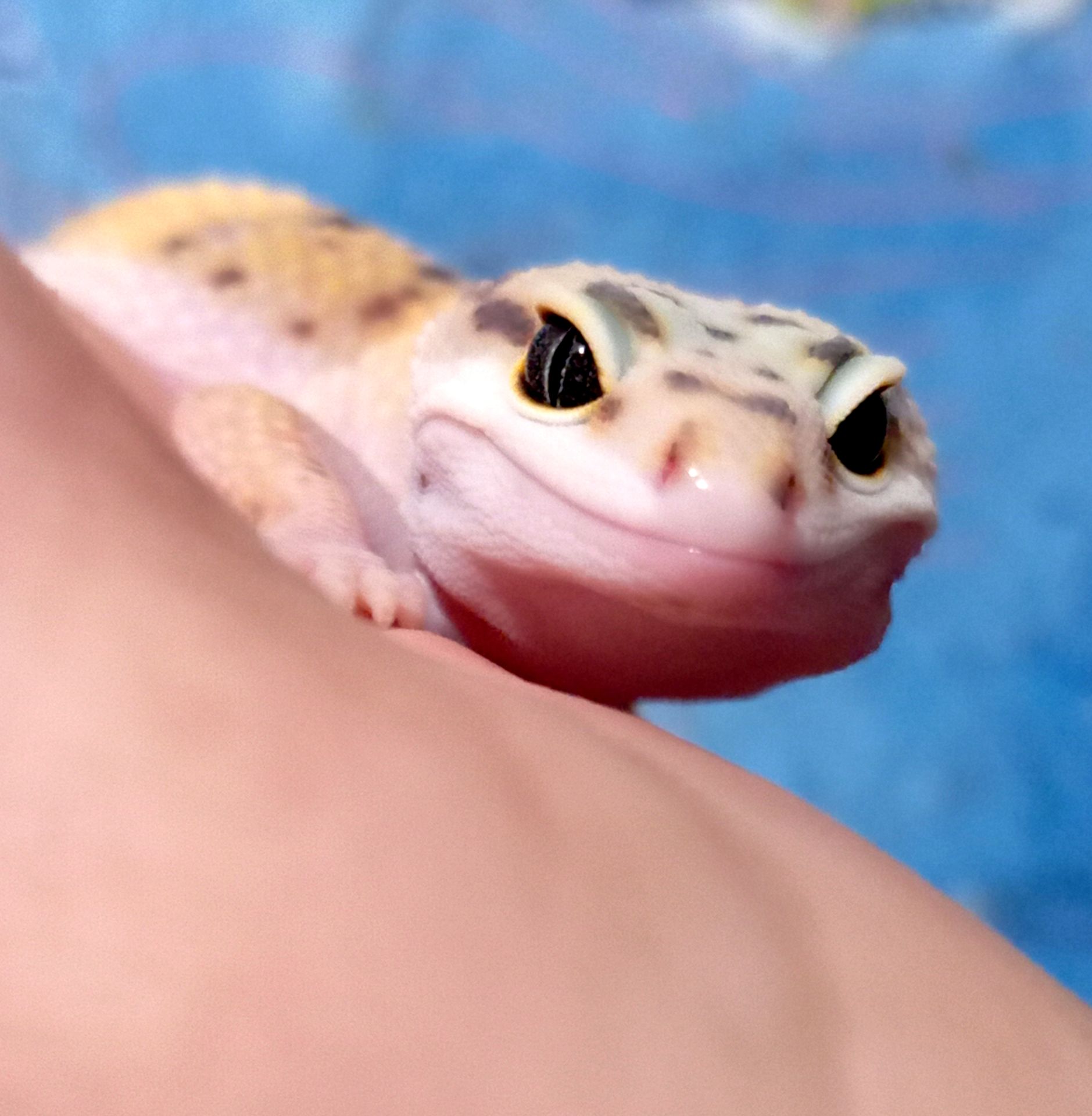 Леопардовый геккон эублефар