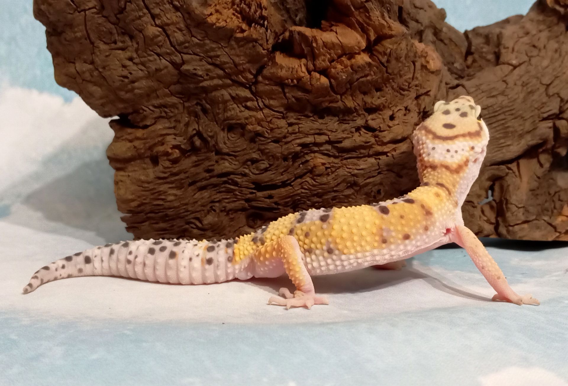 Леопардовый геккон эублефар