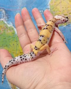 Леопардовый геккон эублефар