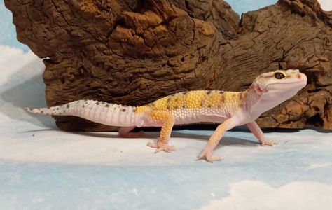 Леопардовый геккон эублефар