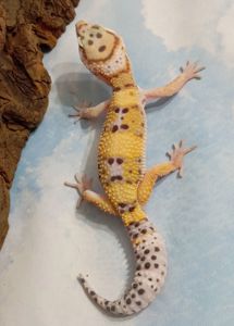 Леопардовый геккон эублефар