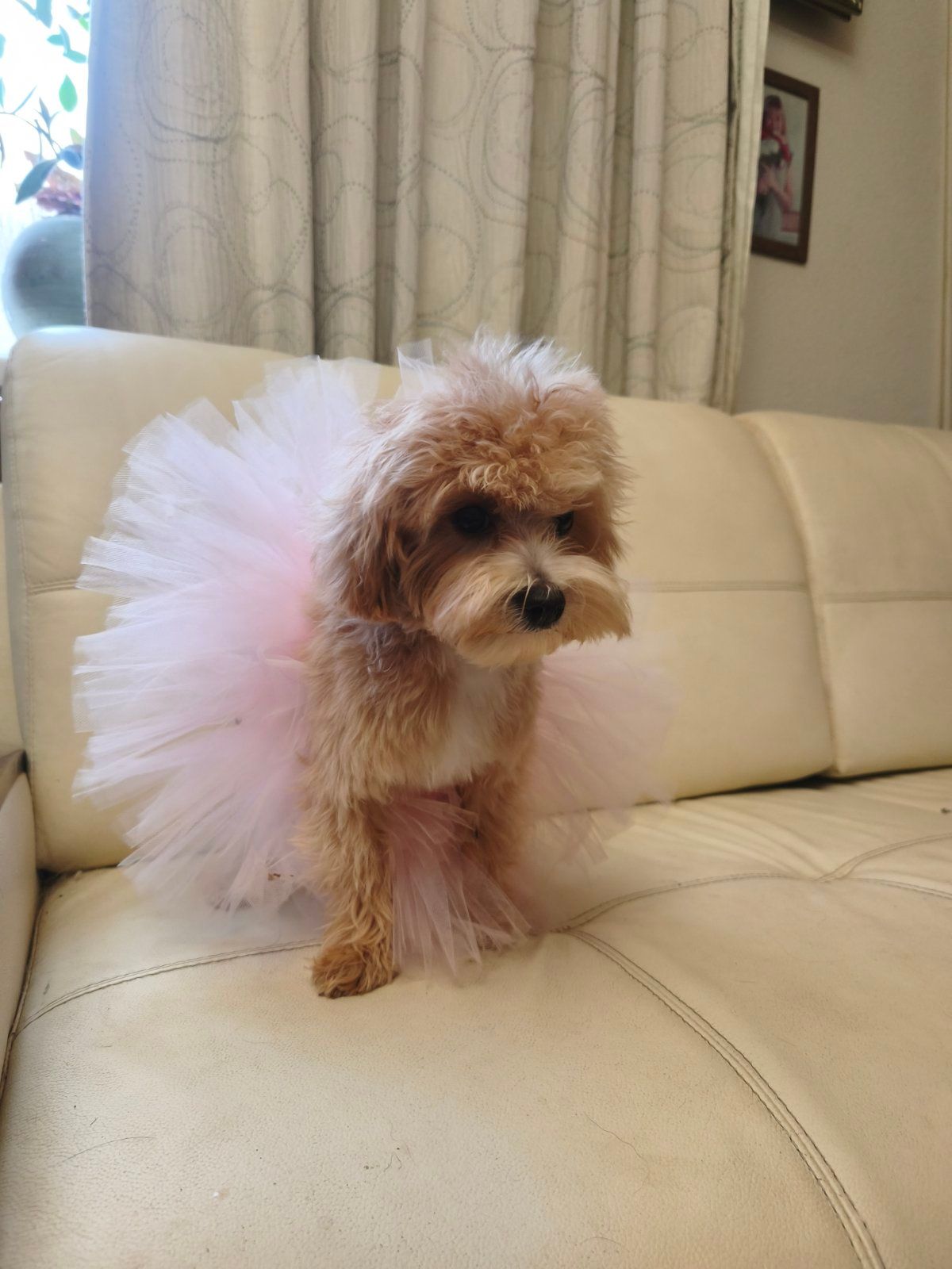 Мальтипу девочка