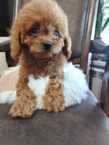 Пудель дівчата та хлопц