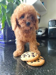 Пудель дівчата та хлопц