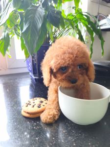 Пудель дівчата та хлопц