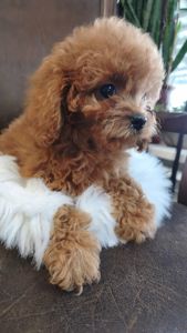 Пудель дівчата та хлопц