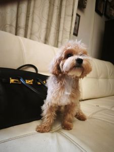 Мальтипу девочка