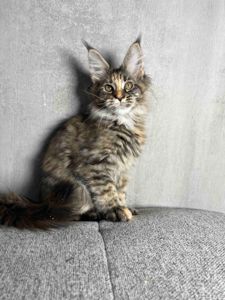 Кошенята Мейн-Кун