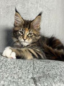 Кошенята Мейн-Кун