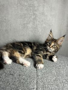 Кошенята Мейн-Кун