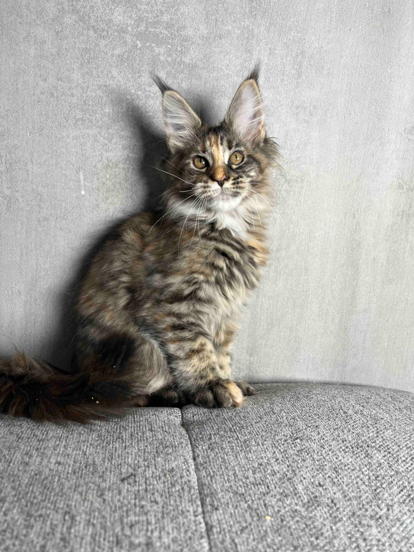 Кошенята Мейн-Кун