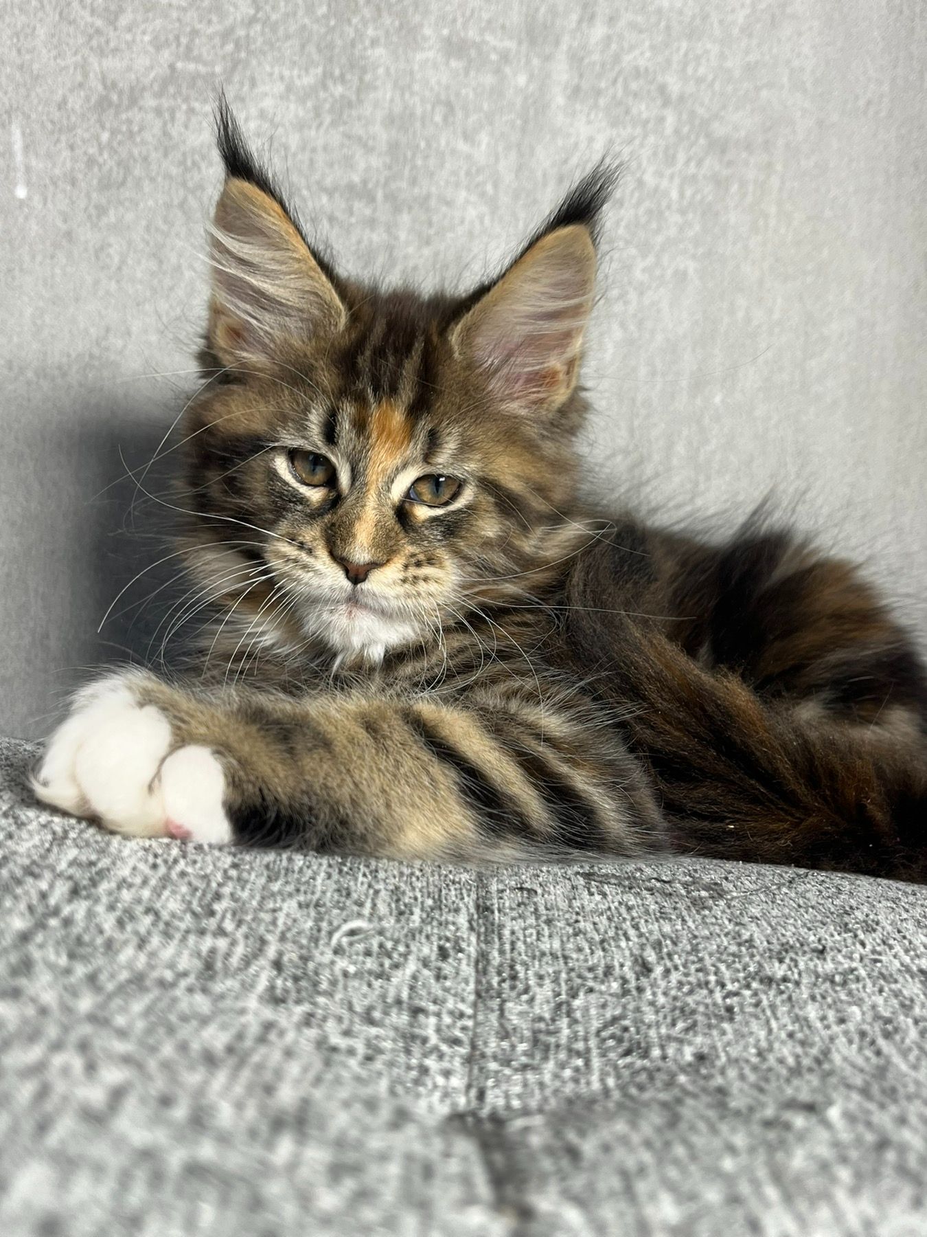 Кошенята Мейн-Кун