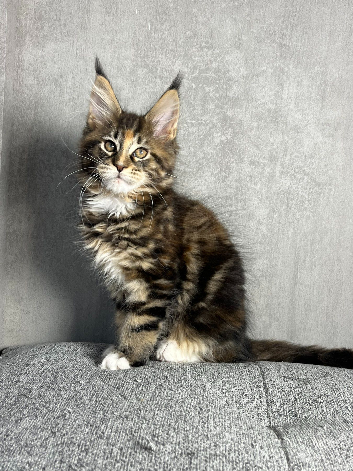 Кошенята Мейн-Кун