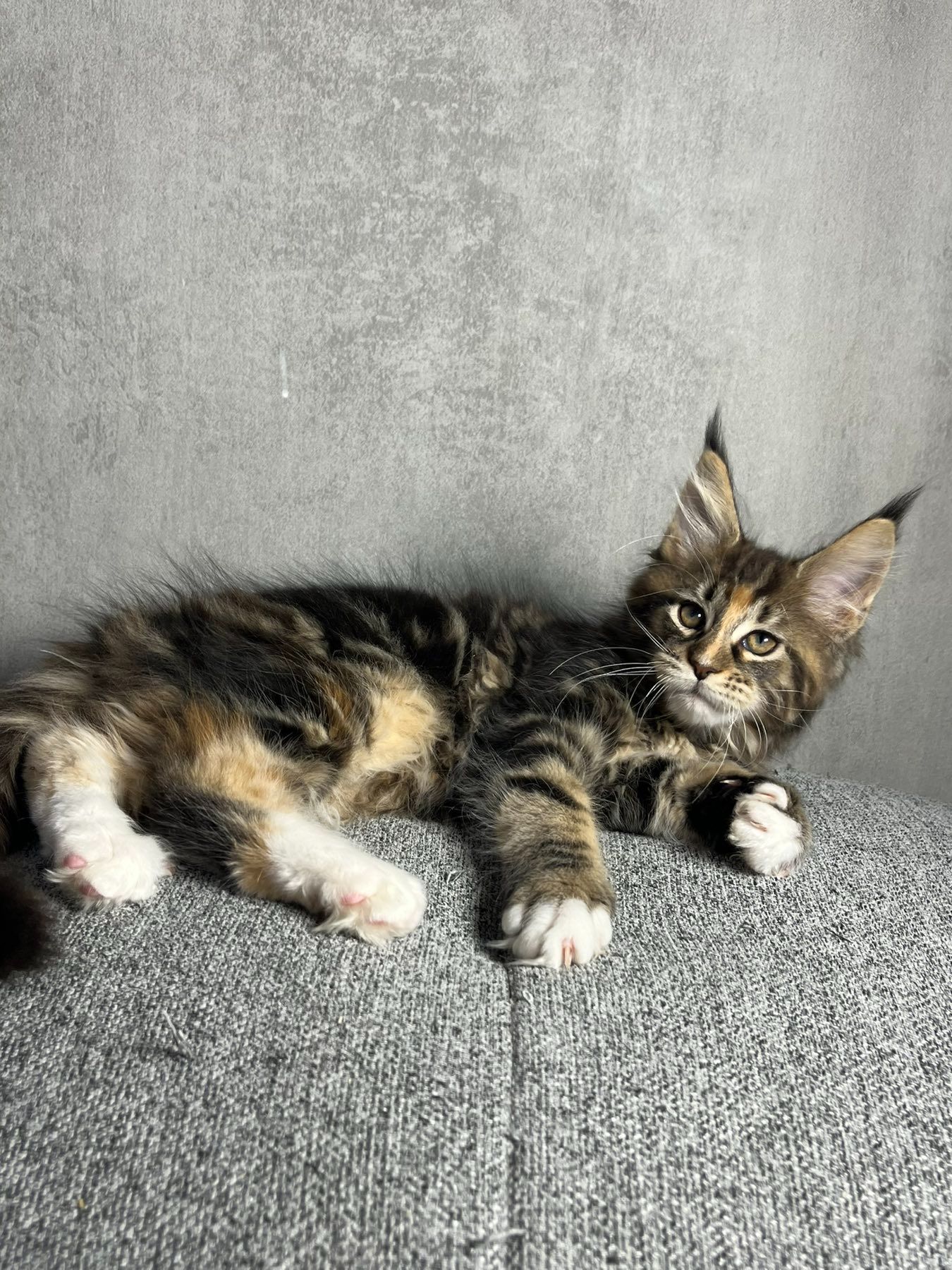 Кошенята Мейн-Кун