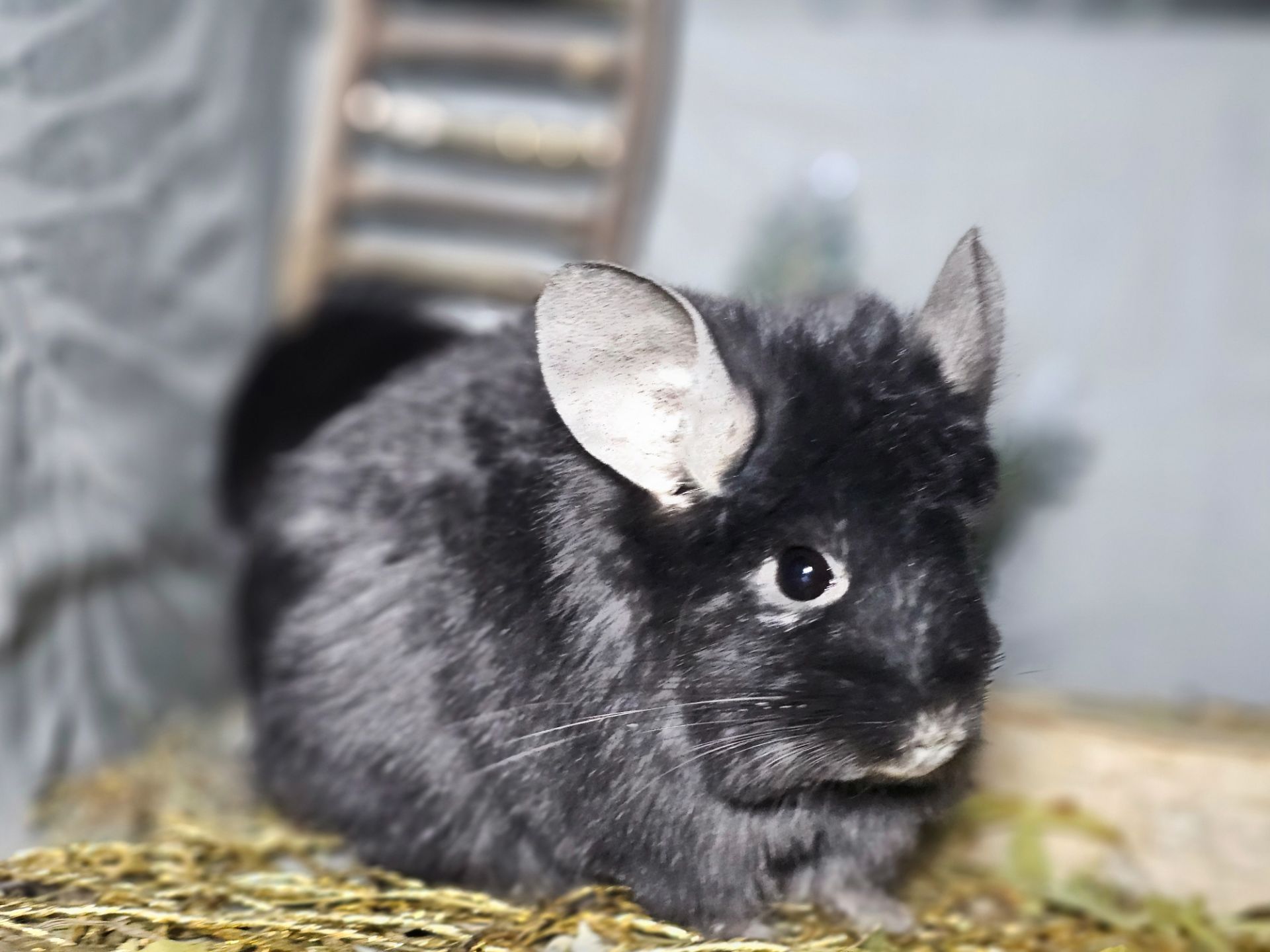 Чёрная Ангора Девочка