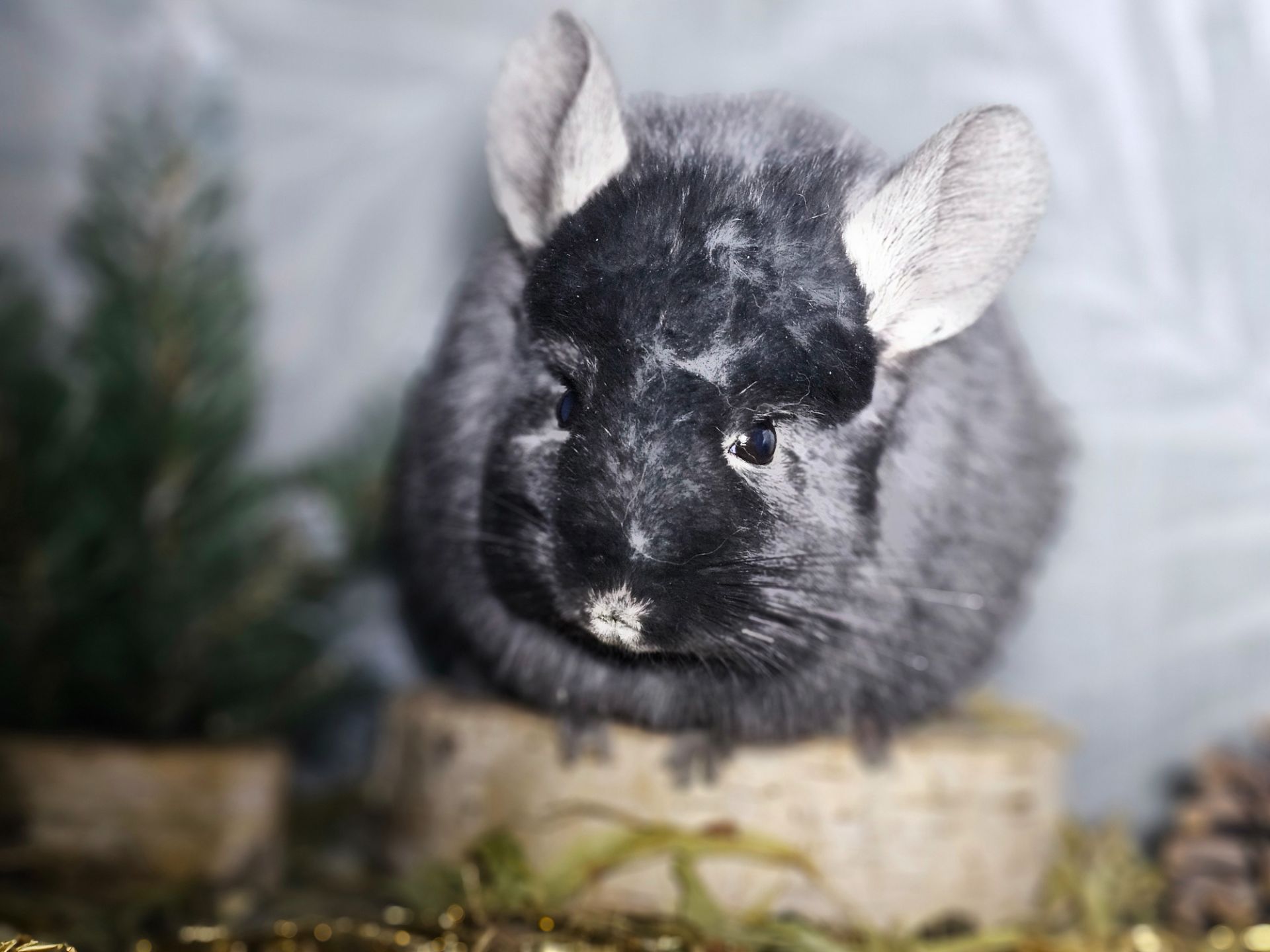 Чёрная Ангора Девочка