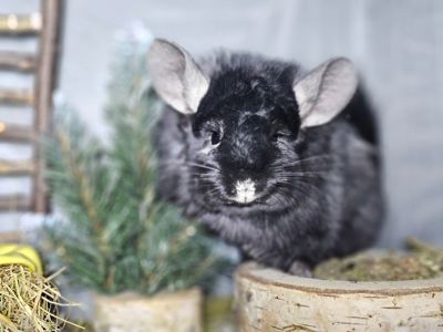 Чёрная Ангора Девочка