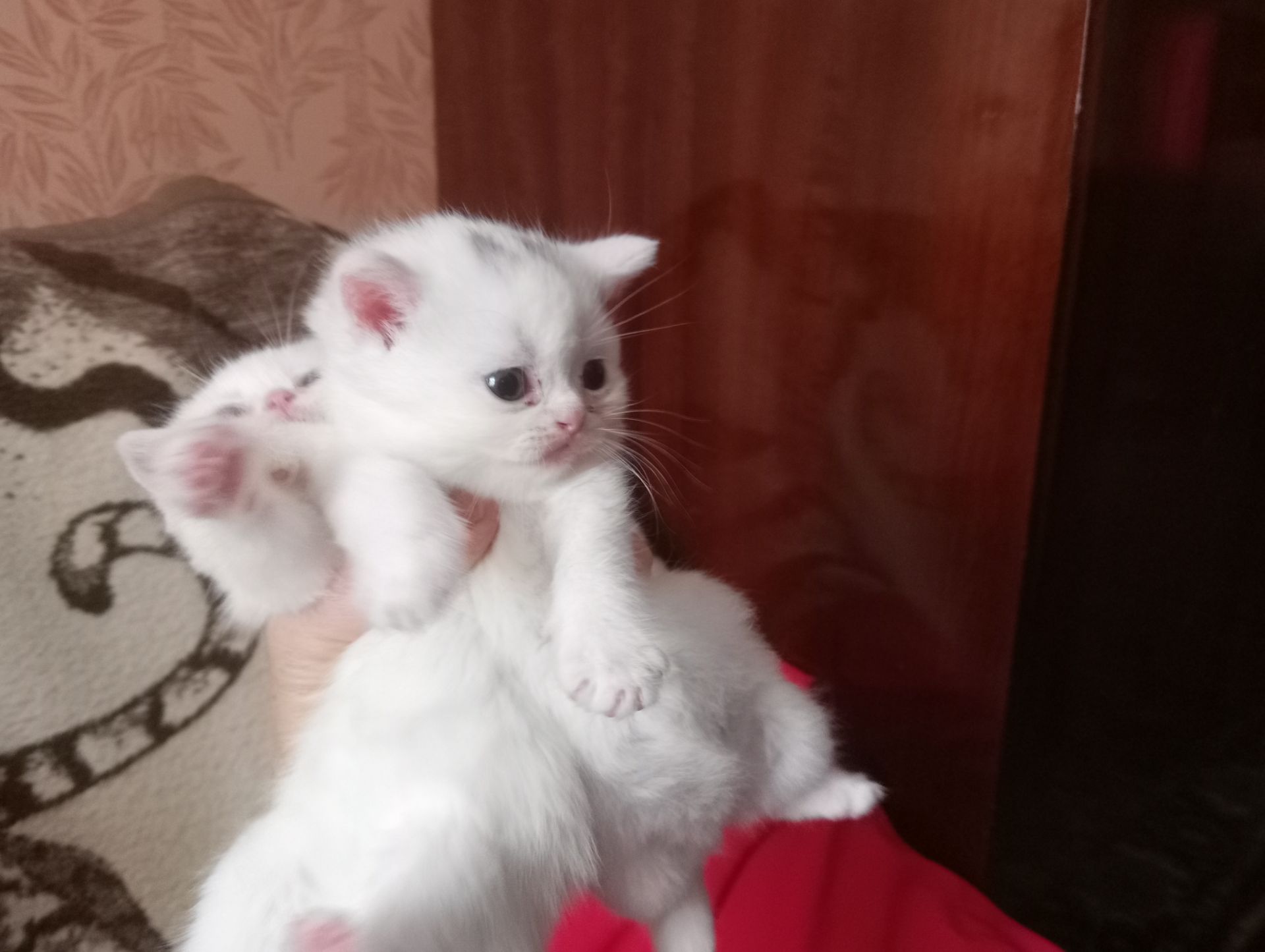 Разноцветные британские котята