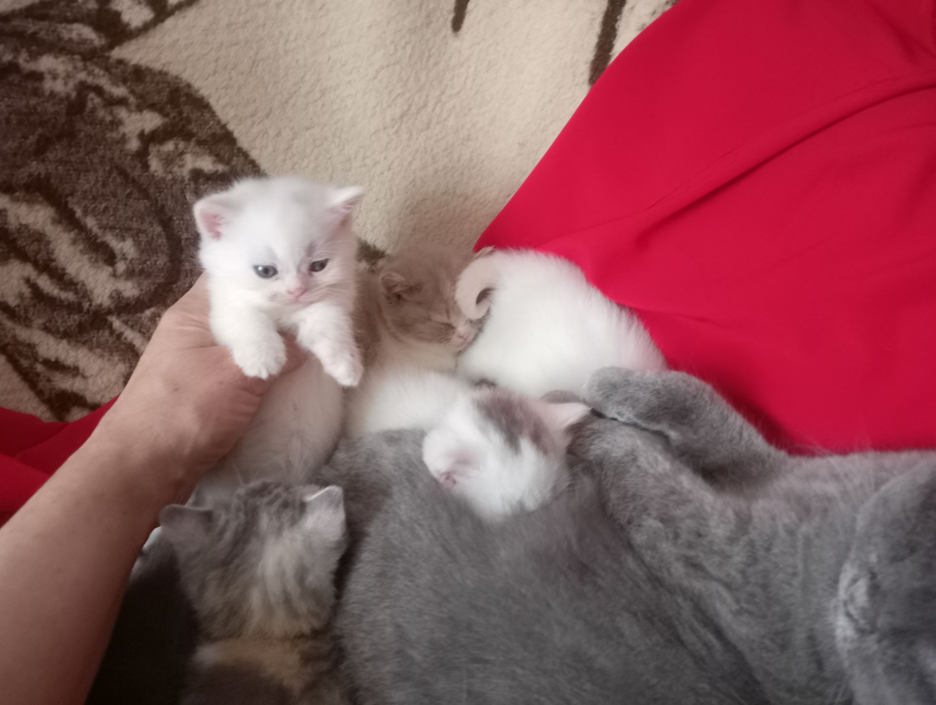 Разноцветные британские котята