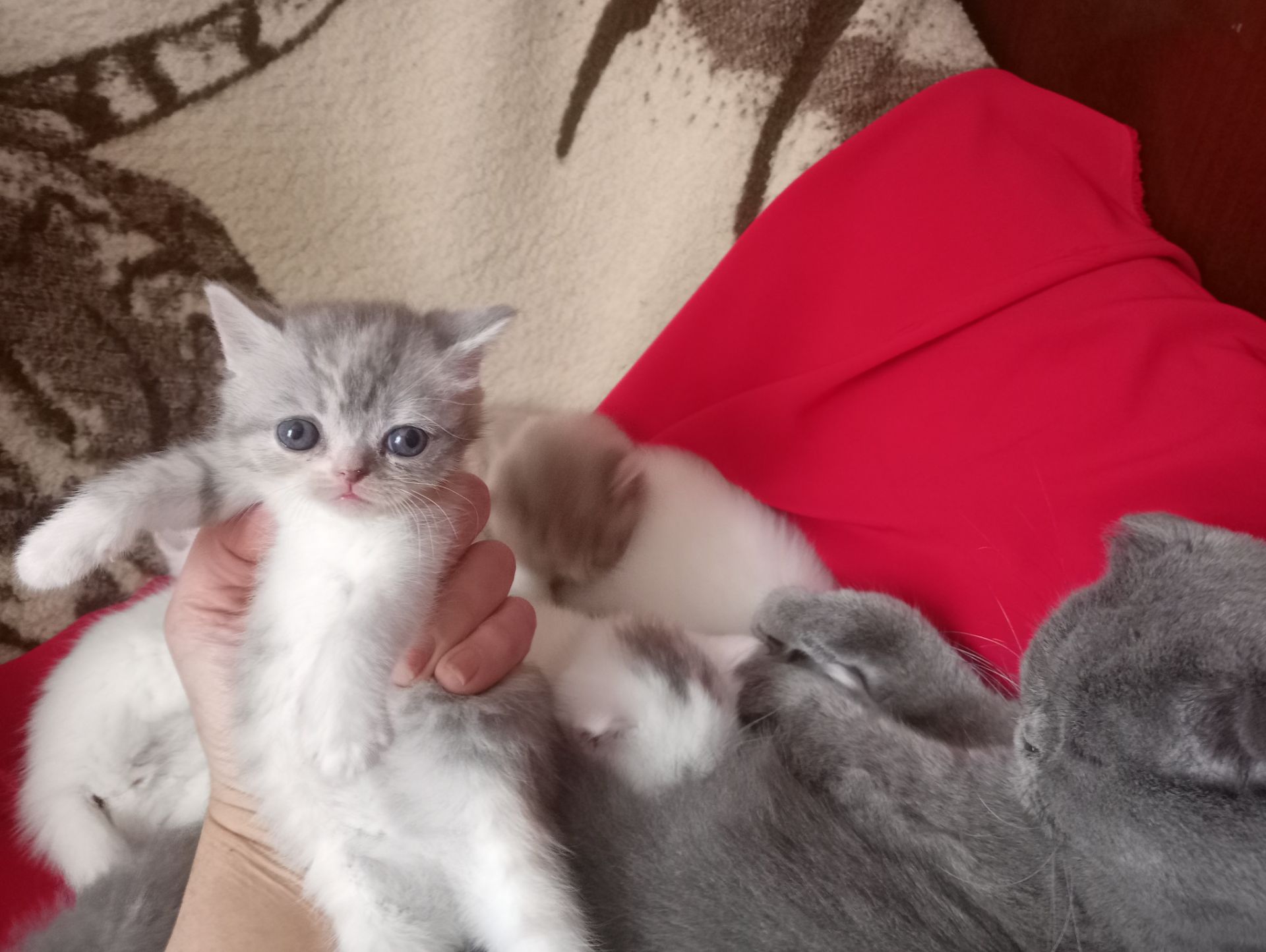 Разноцветные британские котята