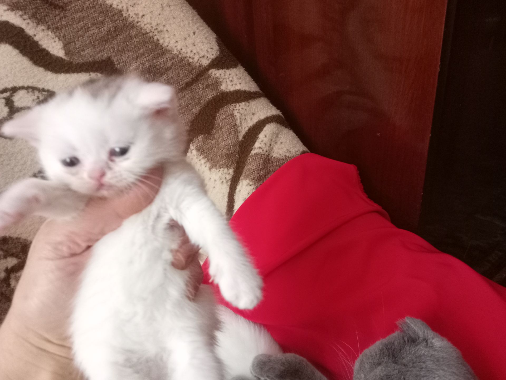 Разноцветные британские котята