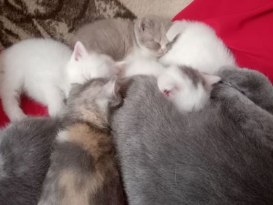 Разноцветные британские котята