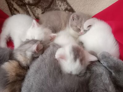 Разноцветные британские котята