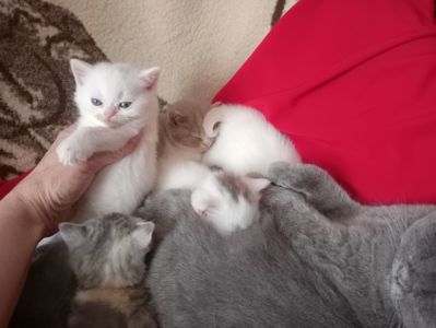 Разноцветные британские котята