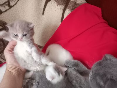 Разноцветные британские котята