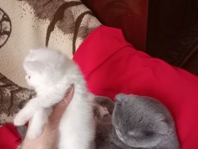 Разноцветные британские котята