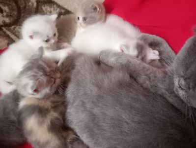 Разноцветные британские котята